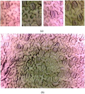 Comparative analysis of stomatal pore instance segmentation: Mask R-CNN vs. YOLOv8 on Phenomics Stomatal dataset